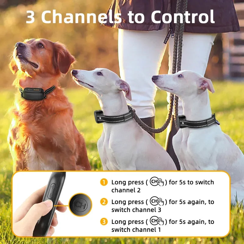 dog training collar